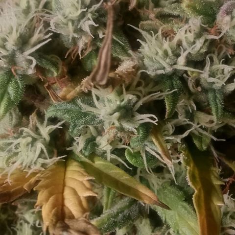 2 x Gorilla Z Auto growlog timeline photo
