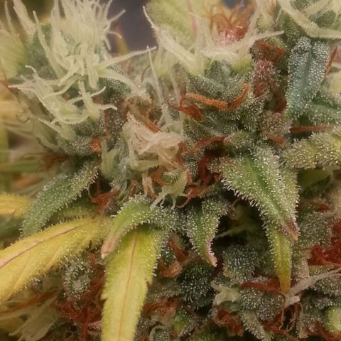 2 x Gorilla Z Auto growlog timeline photo