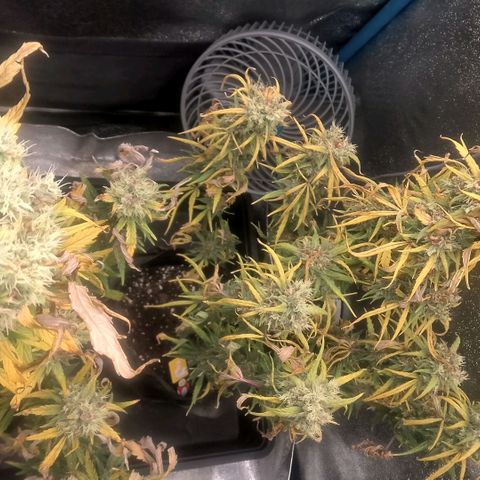 2 x Gorilla Z Auto growlog timeline photo