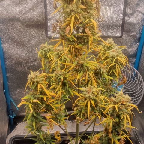 2 x Gorilla Z Auto growlog timeline photo