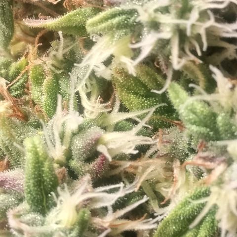2 x Gorilla Z Auto growlog timeline photo