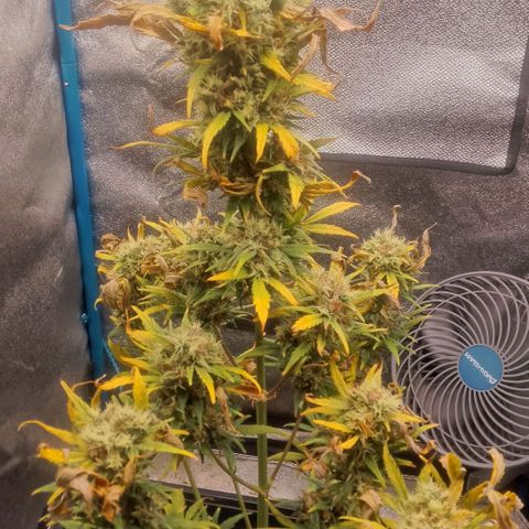 2 x Gorilla Z Auto growlog timeline photo