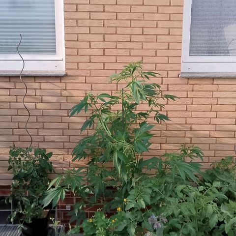 Tropicana Cookies FF growlog timeline photo