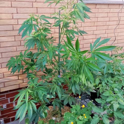Tropicana Cookies FF growlog timeline photo