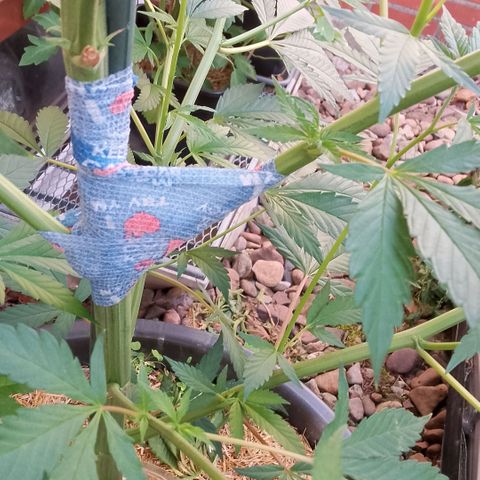Tropicana Cookies FF growlog timeline photo