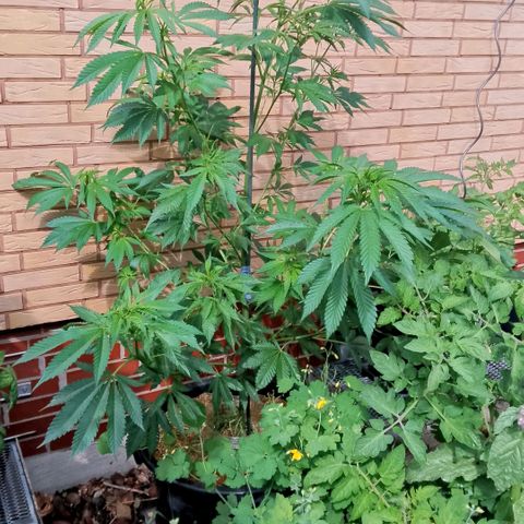 Tropicana Cookies FF growlog timeline photo