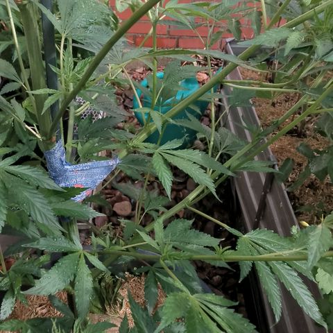 Tropicana Cookies FF growlog photo: Der Verband hat geholfen. Der Zweig sieht vital aus. 🤓