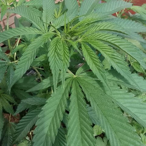 Tropicana Cookies FF growlog photo: Der Verband hat geholfen. Der Zweig sieht vital aus. 🤓
