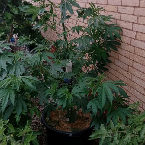 Tropicana Cookies FF growlog photo: LST Fixierung