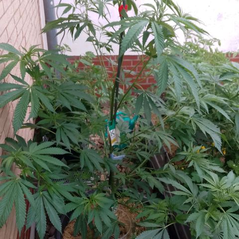 Tropicana Cookies FF growlog photo: LST Fixierung