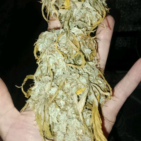 2 x Gorilla Z Auto growlog timeline photo