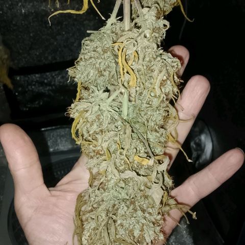 2 x Gorilla Z Auto growlog timeline photo