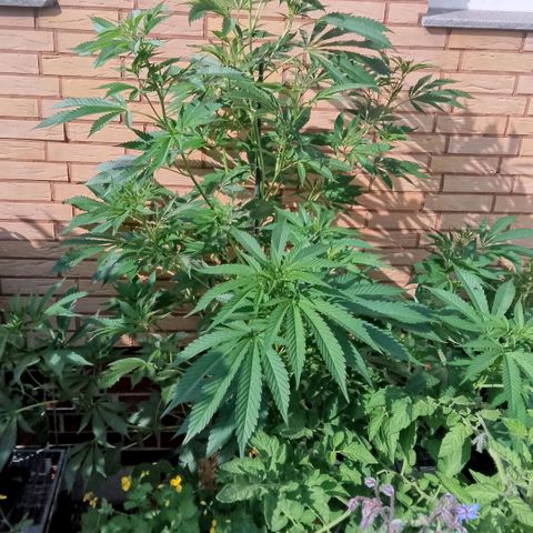 Tropicana Cookies FF growlog timeline photo