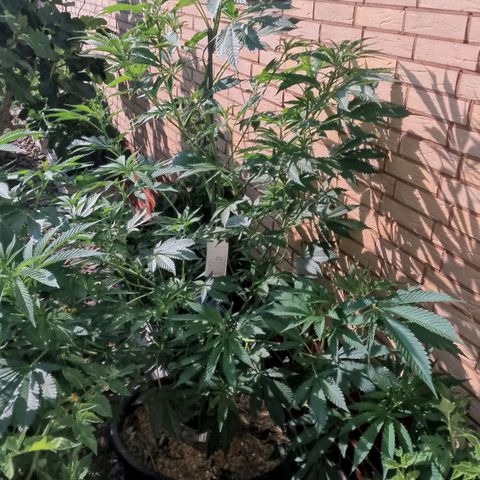 Tropicana Cookies FF growlog timeline photo