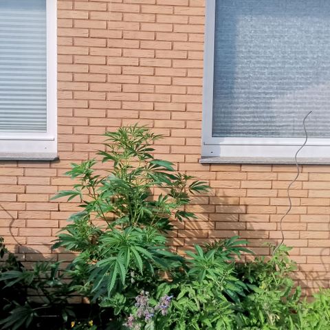 Tropicana Cookies FF growlog timeline photo