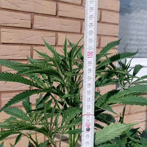Tropicana Cookies FF growlog timeline photo
