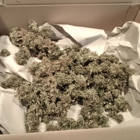 2 x Gorilla Z Auto growlog photo: 3-4 Tage Pappkarton, damit sich die innere Restfeuchte der Blüten von Innen nach Außen verteilt
