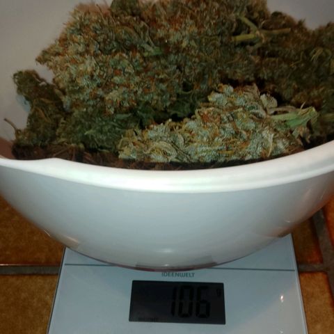 2 x Gorilla Z Auto growlog photo: 3-4 Tage Pappkarton, damit sich die innere Restfeuchte der Blüten von Innen nach Außen verteilt