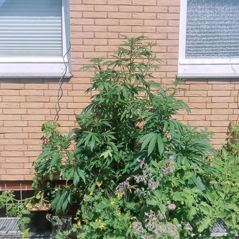 Tropicana Cookies FF growlog timeline photo