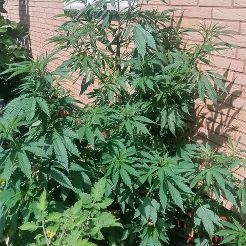Tropicana Cookies FF growlog timeline photo