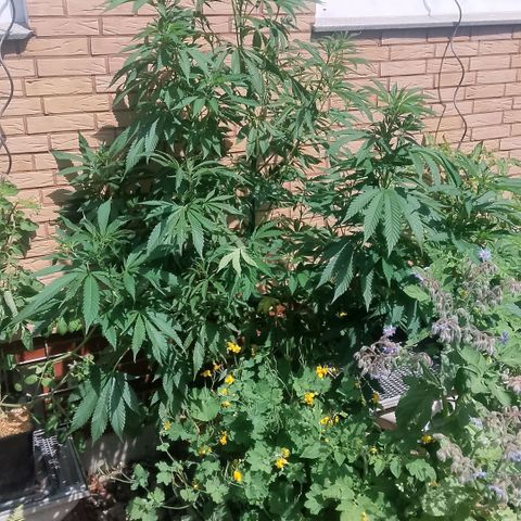 Tropicana Cookies FF growlog timeline photo
