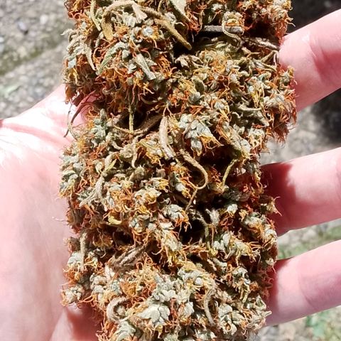 2 x Gorilla Z Auto growlog timeline photo