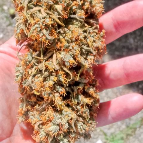 2 x Gorilla Z Auto growlog timeline photo