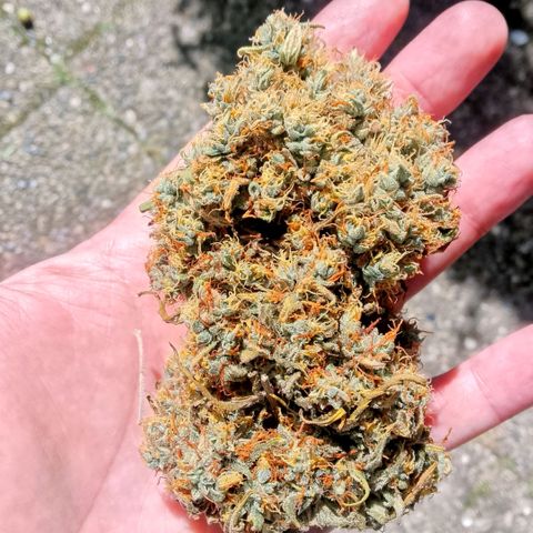 2 x Gorilla Z Auto growlog timeline photo