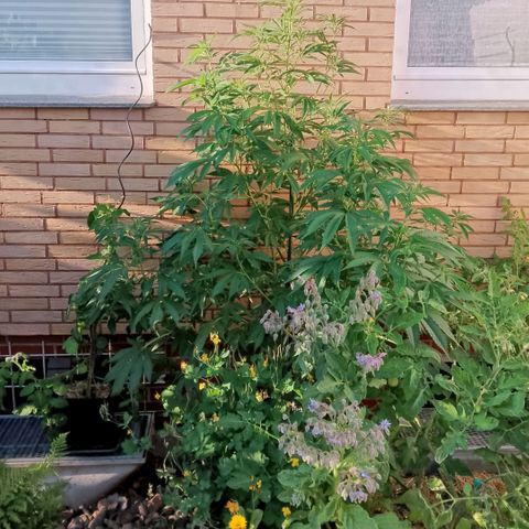Tropicana Cookies FF growlog timeline photo