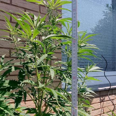 Tropicana Cookies FF growlog timeline photo