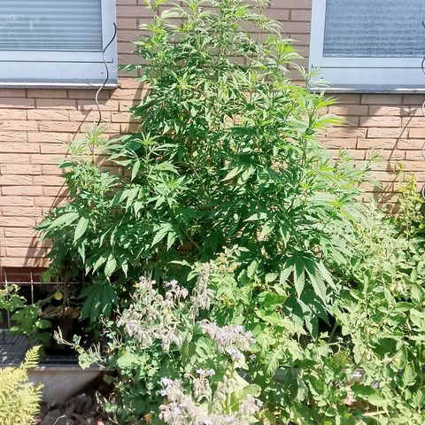 Tropicana Cookies FF growlog timeline photo