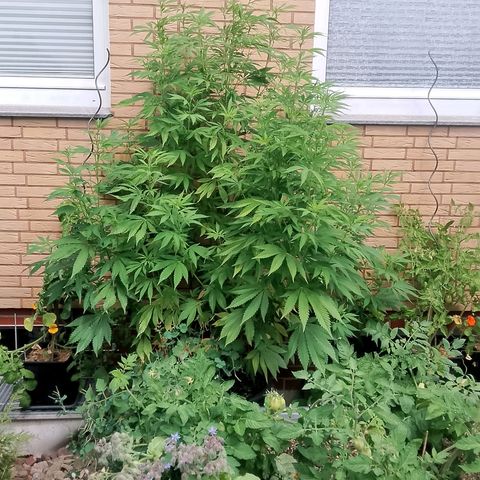 Tropicana Cookies FF growlog timeline photo