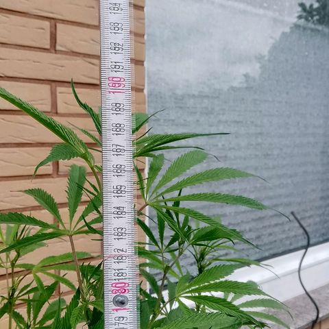 Tropicana Cookies FF growlog timeline photo