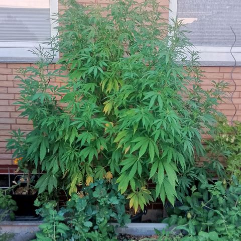Tropicana Cookies FF growlog timeline photo