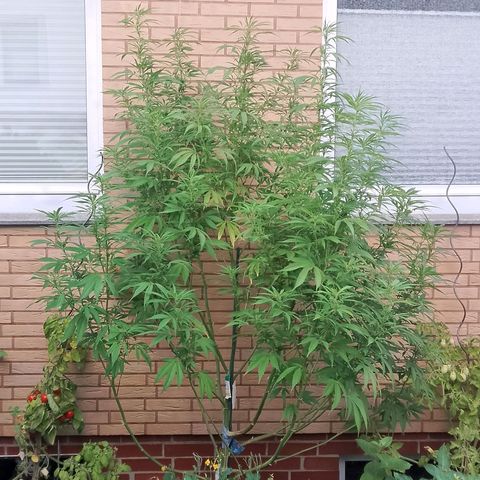 Tropicana Cookies FF growlog timeline photo