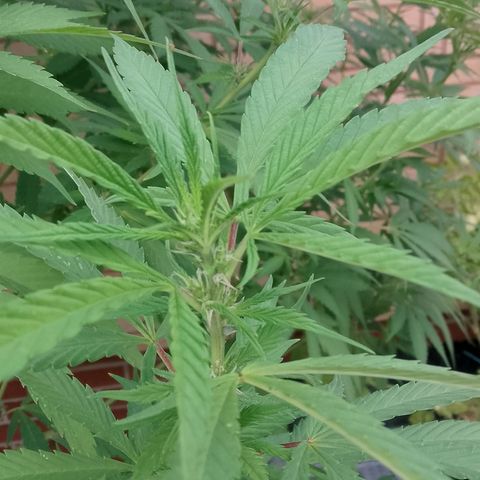 Tropicana Cookies FF growlog timeline photo