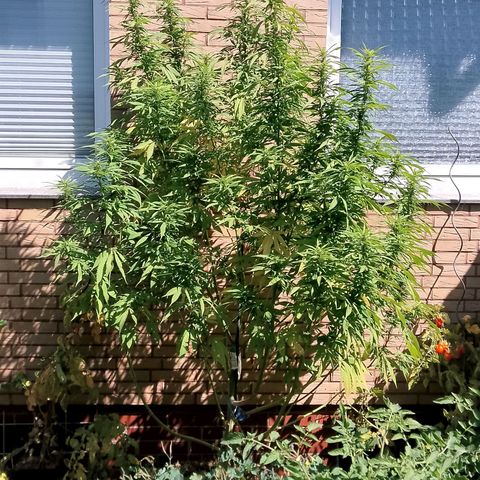 Tropicana Cookies FF growlog timeline photo
