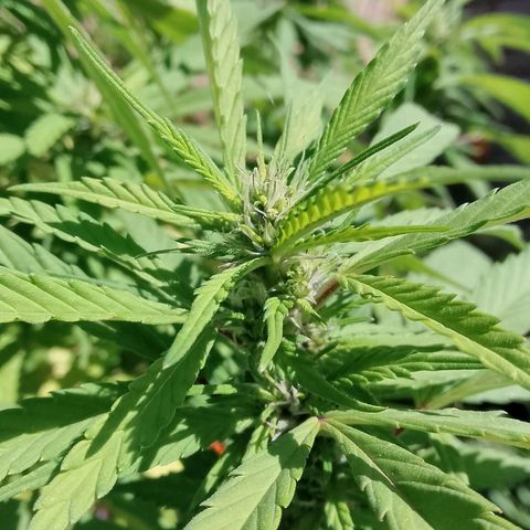 Tropicana Cookies FF growlog timeline photo