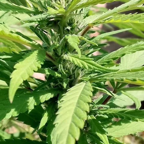 Tropicana Cookies FF growlog timeline photo