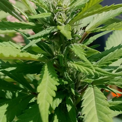 Tropicana Cookies FF growlog timeline photo