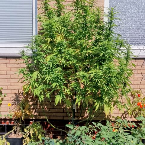 Tropicana Cookies FF growlog timeline photo