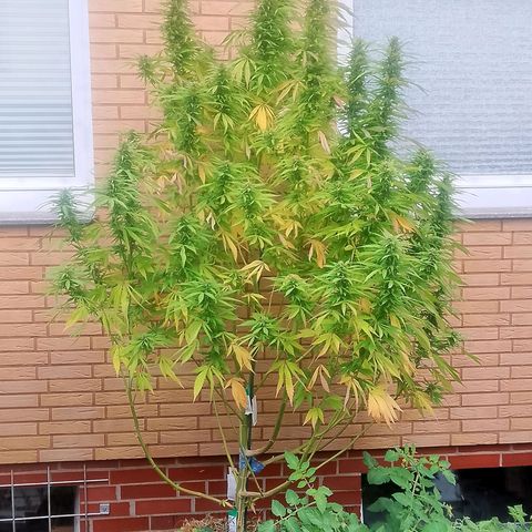 Tropicana Cookies FF growlog timeline photo