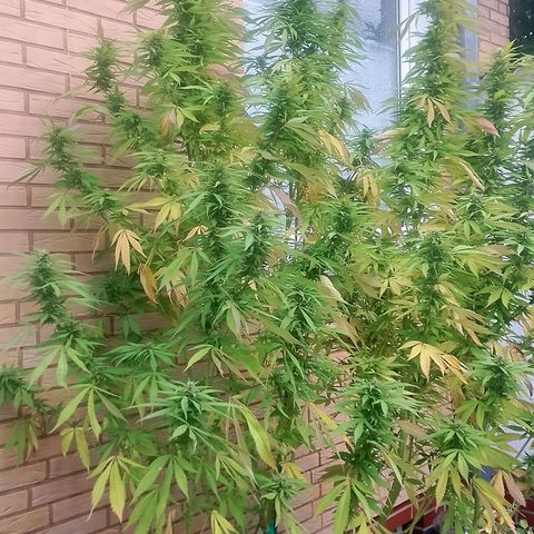 Tropicana Cookies FF growlog timeline photo