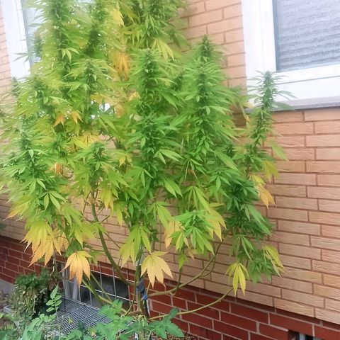 Tropicana Cookies FF growlog timeline photo