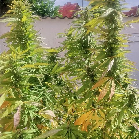 Tropicana Cookies FF growlog timeline photo