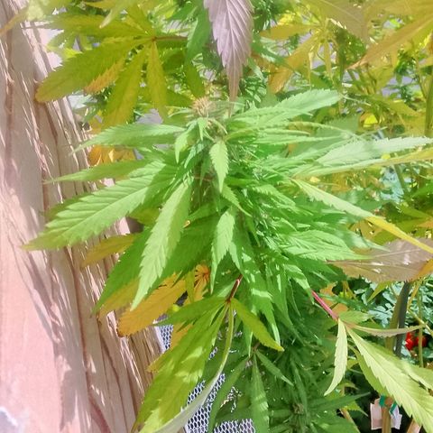 Tropicana Cookies FF growlog timeline photo
