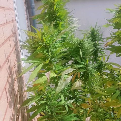 Tropicana Cookies FF growlog timeline photo