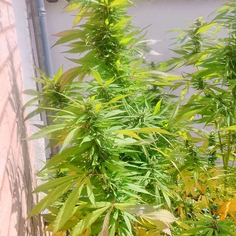 Tropicana Cookies FF growlog timeline photo