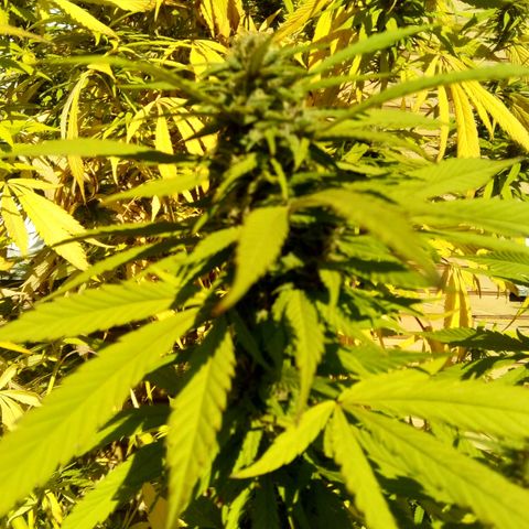 Tropicana Cookies FF growlog timeline photo