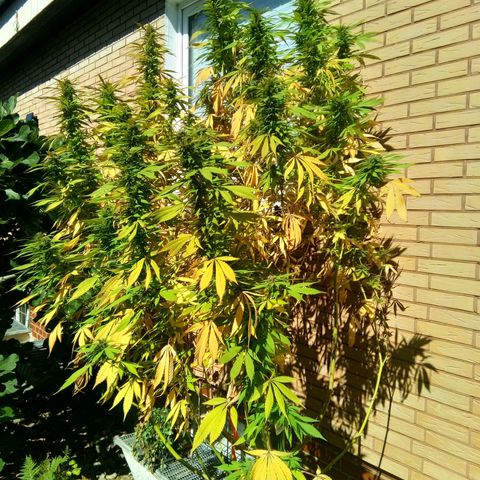 Tropicana Cookies FF growlog timeline photo